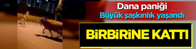 Bursa'da dana paniği! Sebebi şaşırttı: Ka&ccedil;an kurbanlık ortalığı birbirine kattı... Kimse engel olamadı