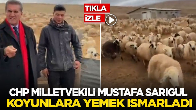 CHP milletvekili Mustafa Sarıg&uuml;l koyunlara saman ısmarladı!