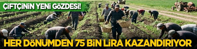 &Ccedil;ift&ccedil;inin yeni g&ouml;zdesi! Bir kez ekilip 15 yıl hasat ediliyor: Her d&ouml;n&uuml;mden 75 bin lira kazandırıyor