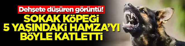 Dehşete d&uuml;ş&uuml;ren g&ouml;r&uuml;nt&uuml;! Sokak k&ouml;peği 5 yaşındaki Hamza'yı b&ouml;yle katletti
