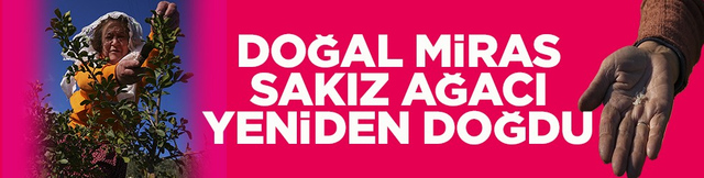Doğal miras sakız ağacı yeniden doğdu