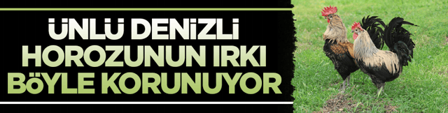 D&uuml;nyaca &uuml;nl&uuml; Denizli horozunun ırkı b&ouml;yle korunuyor