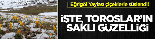 Eğrig&ouml;l Yaylası &ccedil;i&ccedil;eklerle s&uuml;slendi! İşte, Toroslar&rsquo;ın saklı g&uuml;zelliği
