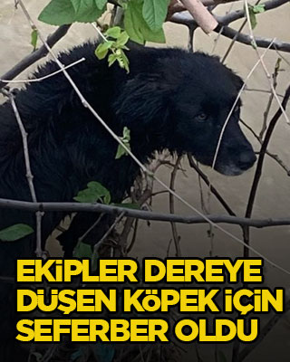 Ekipler dereye düşen köpek için seferber oldu