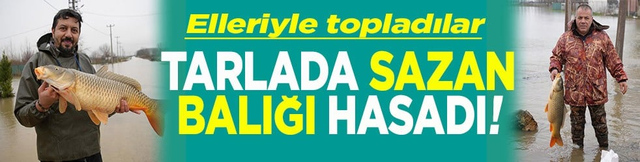 Elleriyle topladılar Tarlada sazan balığı hasadı