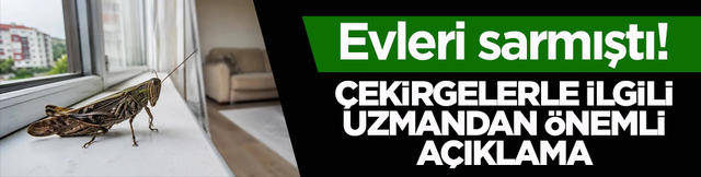 Evleri sarmıştı! Çekirgelerle ilgili uzmandan önemli açıklama