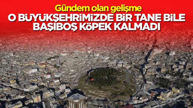 G&uuml;ndem olan gelişme: O b&uuml;y&uuml;kşehrimizde bir tane bile başıboş sokak k&ouml;peği kalmadı