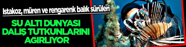 Istakoz, müren ve rengarenk balık sürüleri... Seferihisar'ın su altı dünyası dalış tutkunlarını ağırlıyor