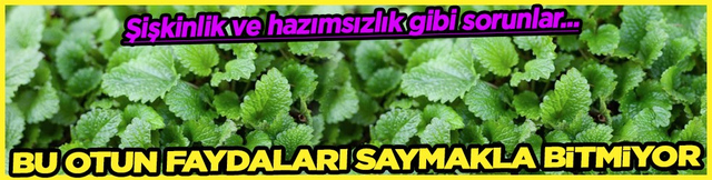 İşte oğul otunun o şifa sa&ccedil;an faydaları! Sivilce ve akne, mide-bağırsak sorunları...
