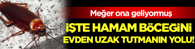Meğer ona geliyormuş: İşte hamam b&ouml;ceklerini evden uzak tutmanın yolu!