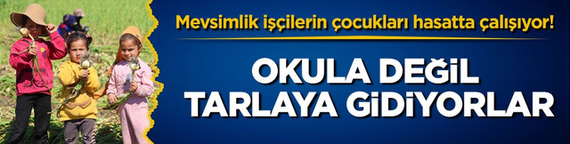 Mevsimlik iş&ccedil;ilerin &ccedil;ocukları hasatta &ccedil;alışıyor! Okula değil tarlaya gidiyorlar