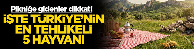 Pikniğe gidenler dikkat! İşte T&uuml;rkiye'nin en tehlikeli 5 hayvanı