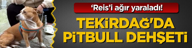 &lsquo;Reis&rsquo;i ağır yaraladı! Tekirdağ'da pitbull dehşeti