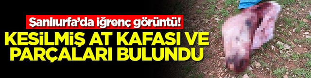 Şanlıurfa&rsquo;da iğren&ccedil; g&ouml;r&uuml;nt&uuml;! Kesilmiş at kafası ve par&ccedil;aları bulundu