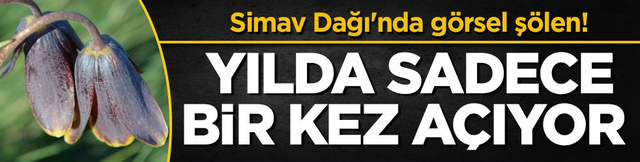 Simav Dağı'nda g&ouml;rsel ş&ouml;len! Yılda sadece bir kez a&ccedil;ıyor