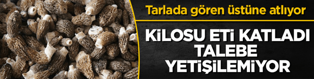 Tarlada g&ouml;ren &uuml;st&uuml;ne atlıyor! Kilosu eti katladı, talebe yetişilemiyor