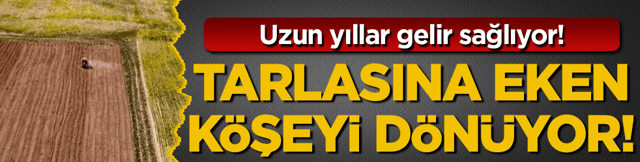 Tarlasına eken k&ouml;şeyi d&ouml;n&uuml;yor! Yıllarca getiri sağlıyor!