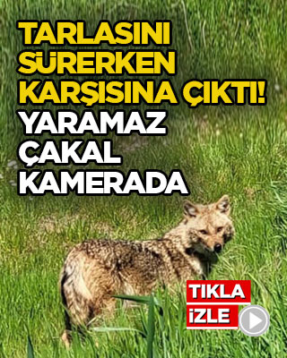 Tarlasını sürerken karşısına çıktı! Yaramaz çakal kamerada