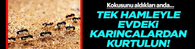 Tek hamleyle evdeki karıncalardan kurtulun! Kokusunu aldıkları anda...