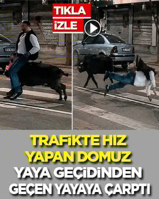 Trafikte hız yapan domuz yaya geçidinden geçen yayaya çarptı
