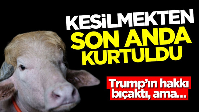 Trump&rsquo;ın hakkı bı&ccedil;aktı, ama&hellip; Kesilmekten son anda kurtuldu