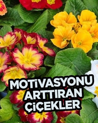 Uzun ömürlü çiçekler nelerdir? Balkon, bahçe, iç mekan bitkileri: motivasyonu arttıran dört çiçek serisi
