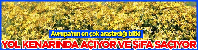 Yol kenarında a&ccedil;ıyor ve şifa sa&ccedil;ıyor! Avrupa&rsquo;nın en &ccedil;ok araştırdığı bitki oldu...