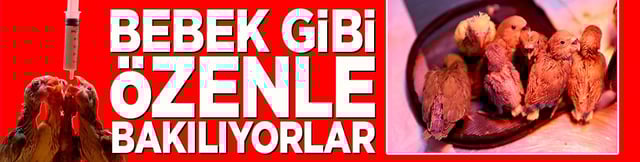 Bebek gibi &ouml;zenle bakılıyorlar
