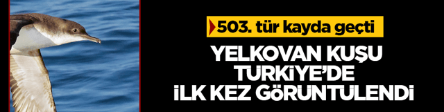 B&uuml;y&uuml;k yelkovan kuşu ilk kez g&ouml;r&uuml;nt&uuml;lendi: T&uuml;rkiye'de daha &ouml;nce hi&ccedil; g&ouml;r&uuml;lmemişti