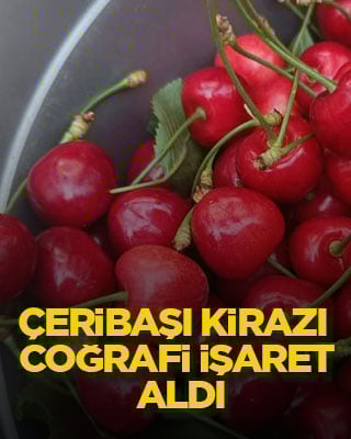 Çeribaşı kirazı coğrafi işaret aldı
