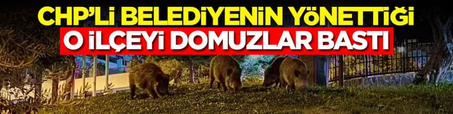 CHP&rsquo;li belediyenin y&ouml;nettiği o il&ccedil;eyi domuzlar bastı