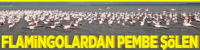 Flamingolardan pembe ş&ouml;len