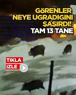 Görenler neye uğradığını şaşırdı! Tam 13 tane