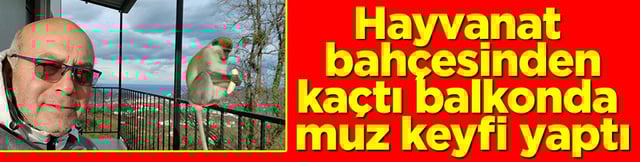 Hayvanat bah&ccedil;esinden ka&ccedil;tı balkonda muz keyfi yaptı