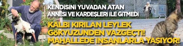 Kendisini yuvadan atan annesi ve kardeşleri ile gitmedi: Kalbini kırılan leylek g&ouml;ky&uuml;z&uuml;nden vazge&ccedil;ti, insanlarla yaşamaya karar verdi