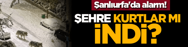 Şanlıurfa'da alarm! Şehre kurtlar mı indi?