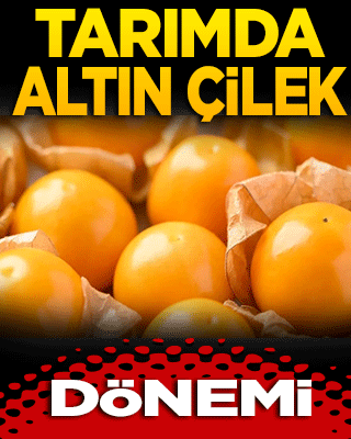 Tarımda Altın Çilek dönemi