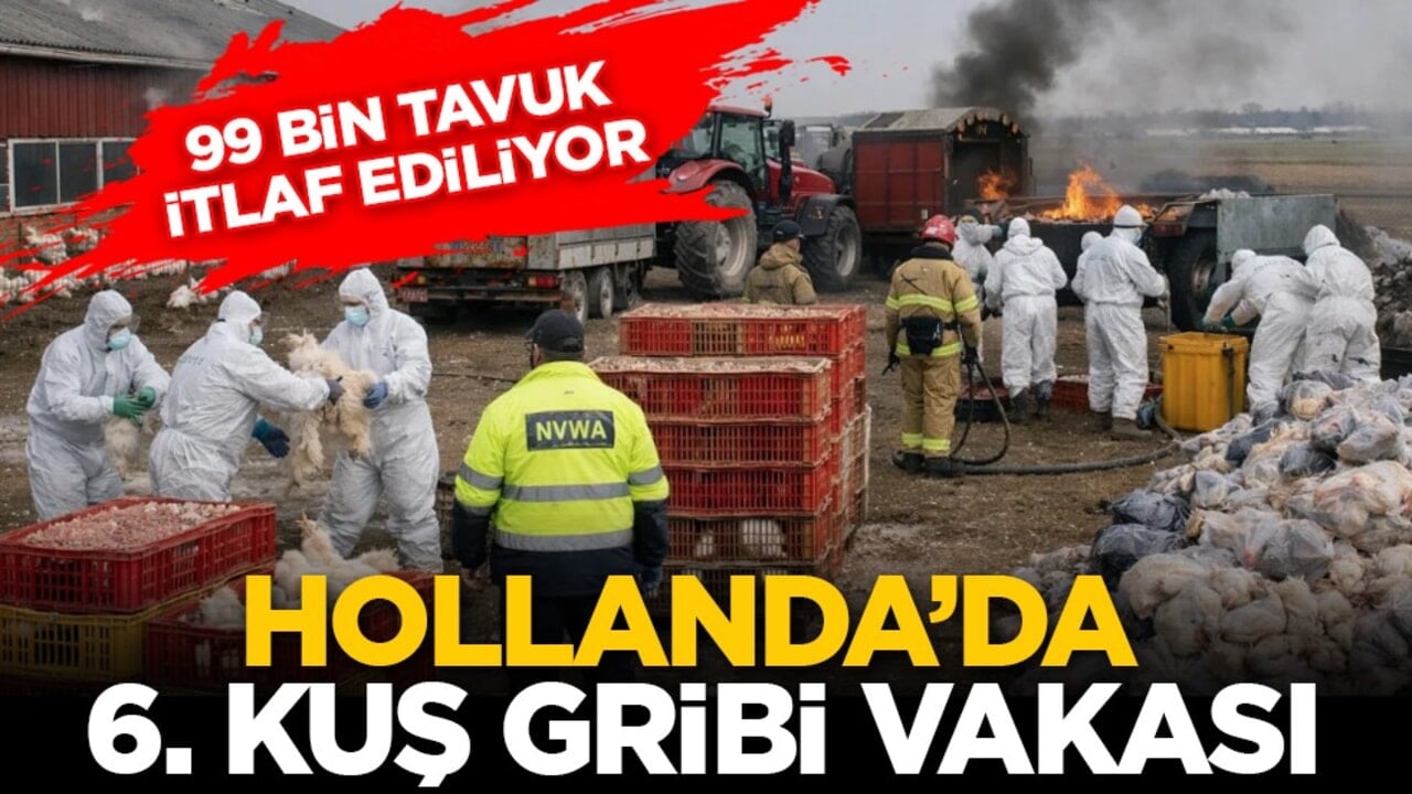 99 bin tavuk itlaf ediliyor: Hollanda’da 6. Kuş Gribi vakası
