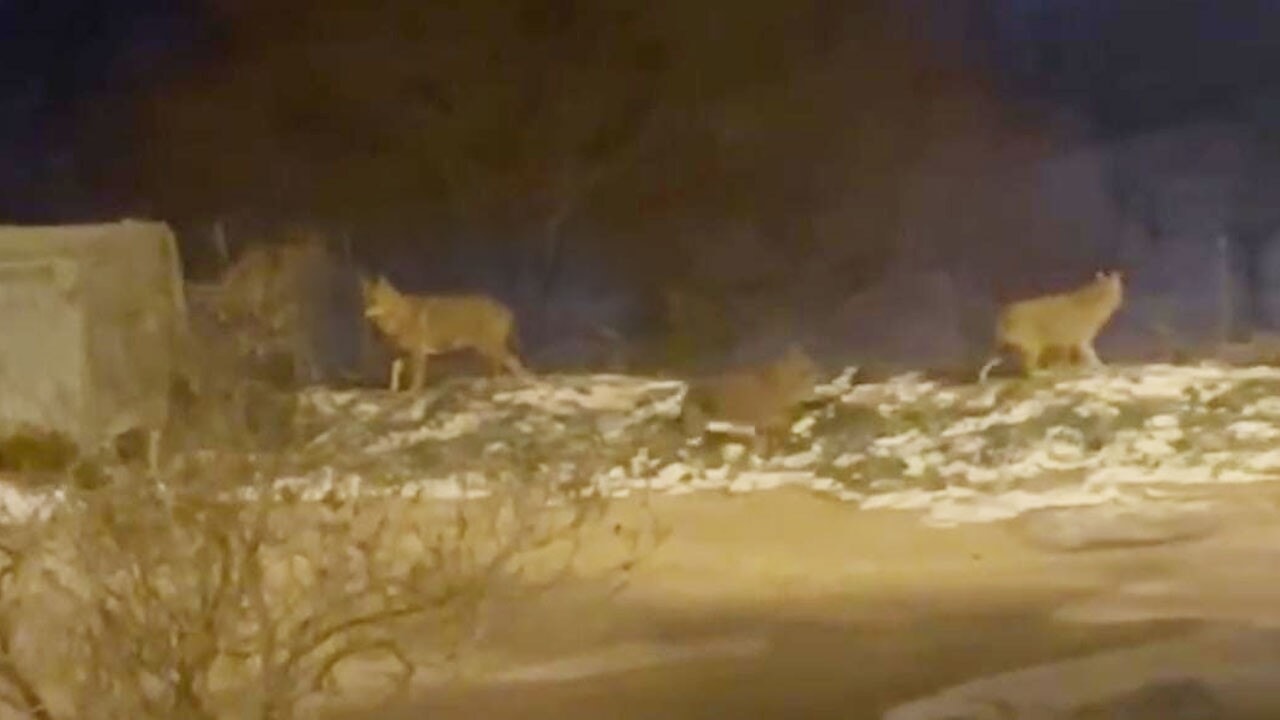 Aç kalan kurt sürüsü başkent sokaklarına indi