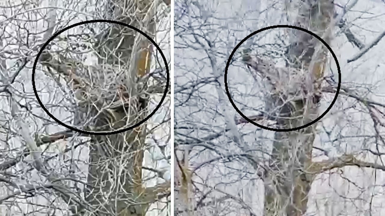 Ağaçtaki hayalet! Sivas’ta görüntülendi