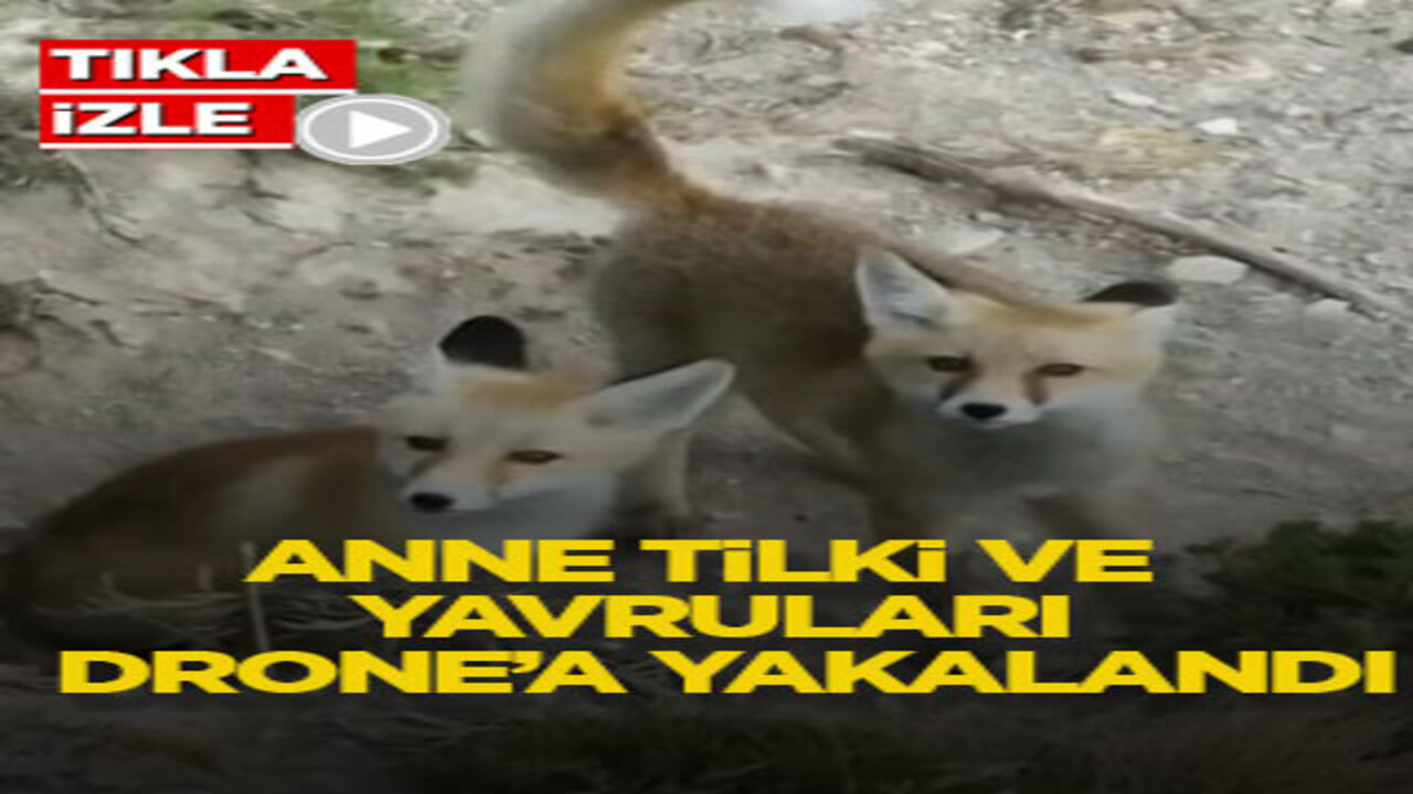 Anne tilki ve yavruları drone’a yakalandı