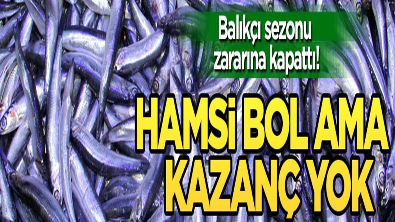 Balıkçı sezonu zararına kapattı! Hamsi bol ama kazanç yok
