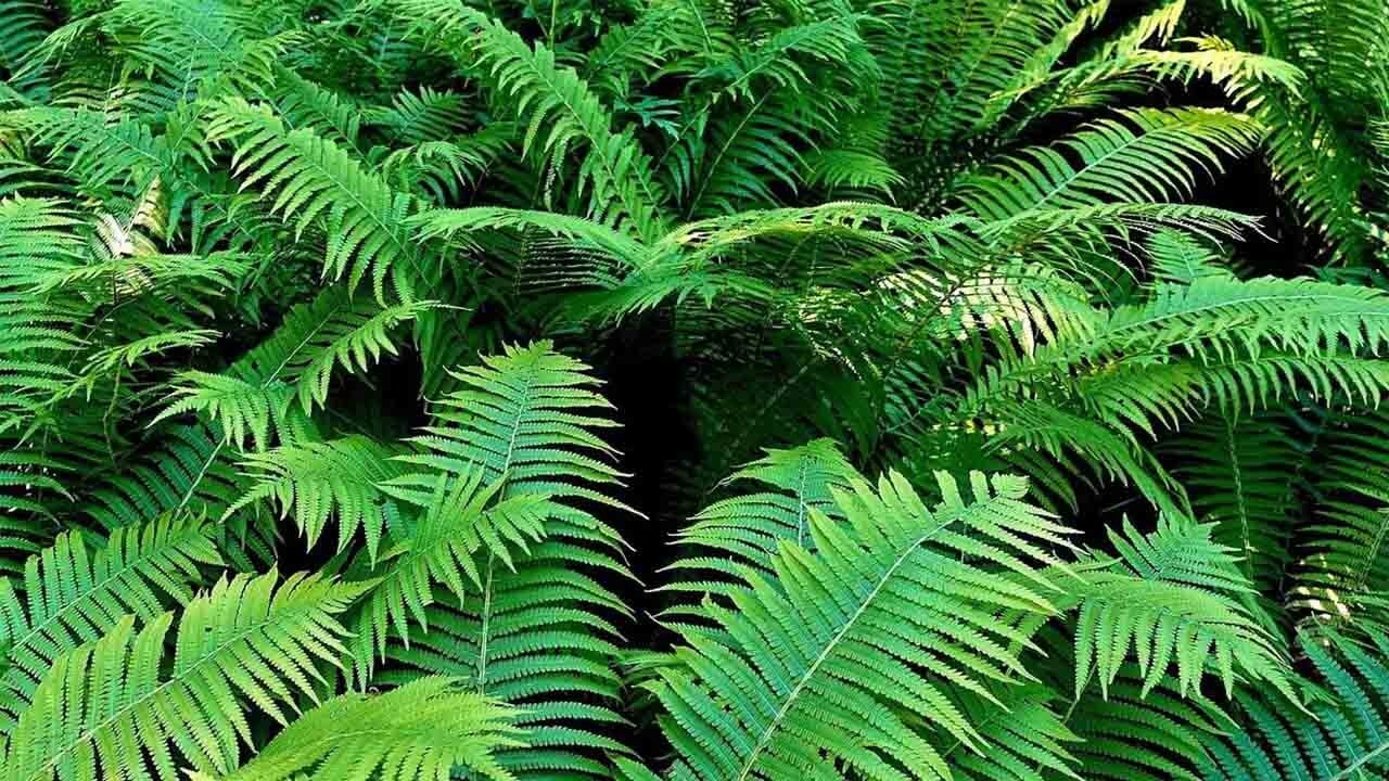 Eğrelti otunda şaşırtan nadir element keşfi