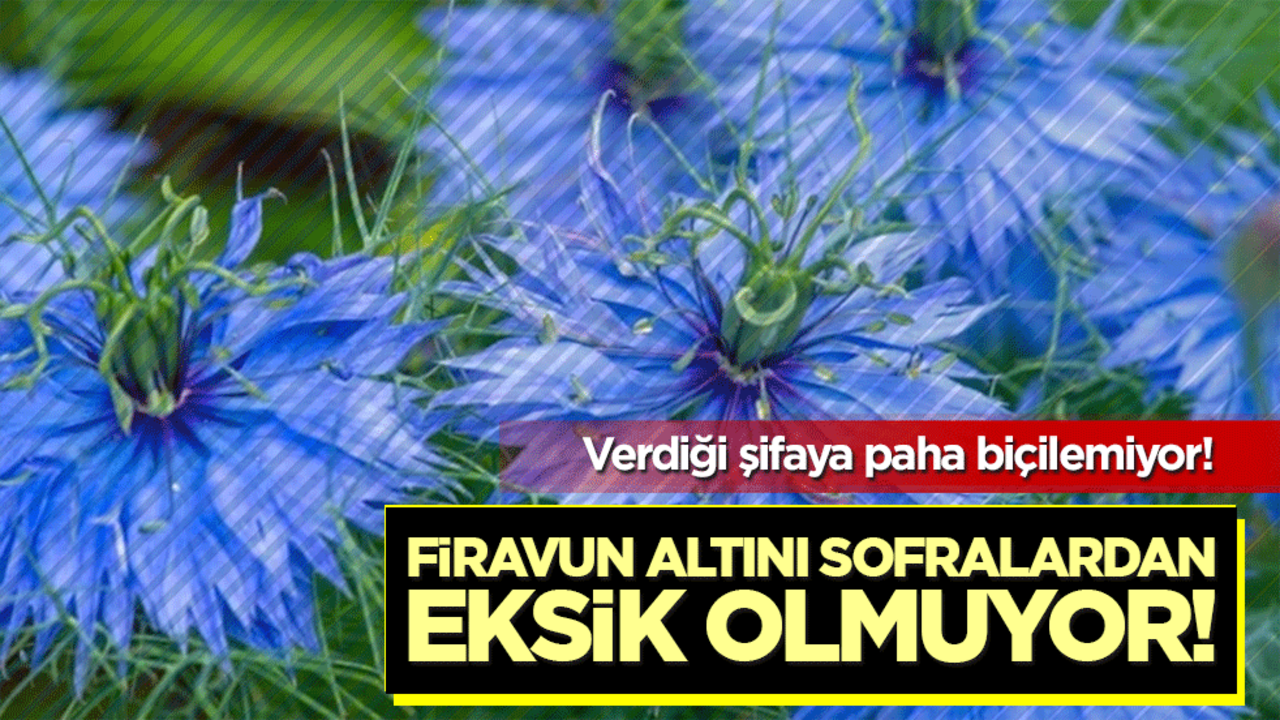 Firavun altını sofralardan eksik olmuyor! Verdiği şifa paha biçilemiyor