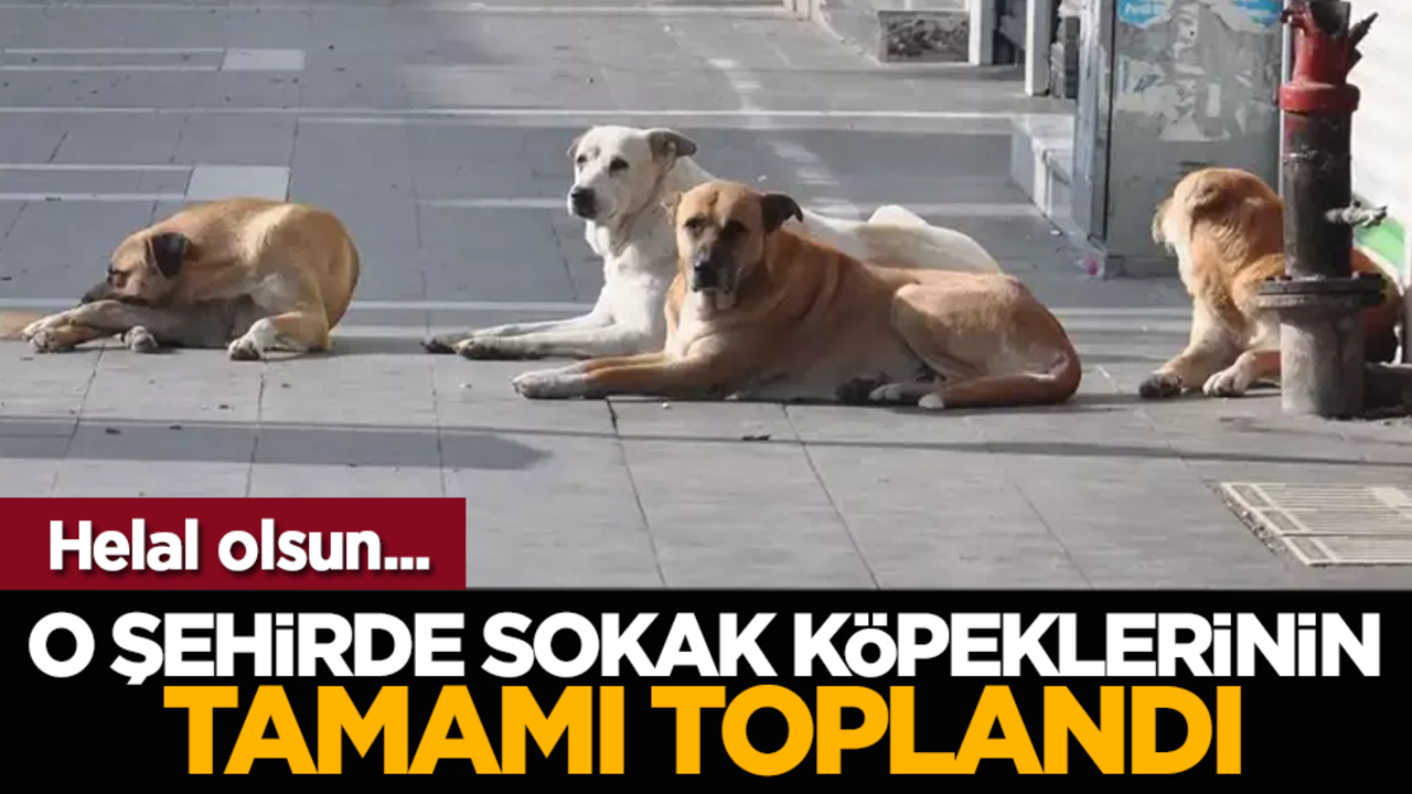 Helal olsun... O şehirde sokak köpeklerinin tamamı toplandı