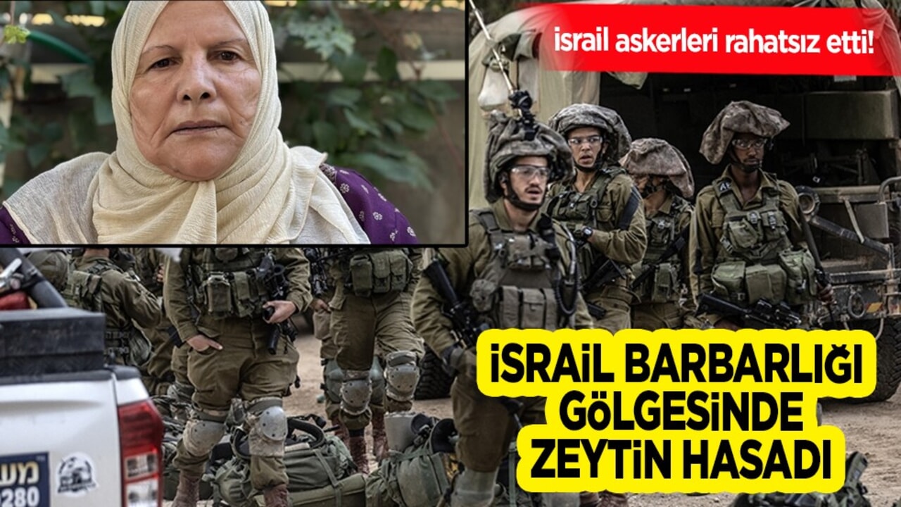 İsrail askerleri 70 yaşındaki kadını rahatsız etti: İsrail barbarlığı gölgesinde zeytin hasadı
