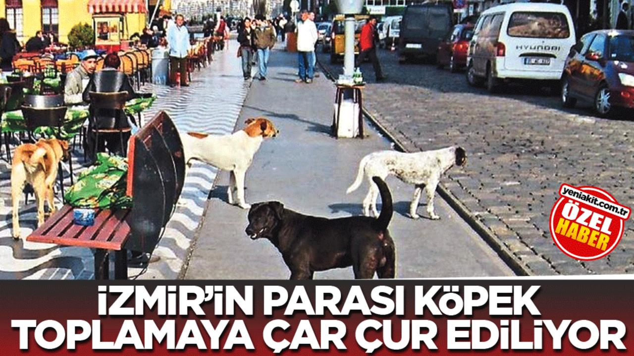 İzmir’in parası köpek toplamaya çar çur ediliyor
