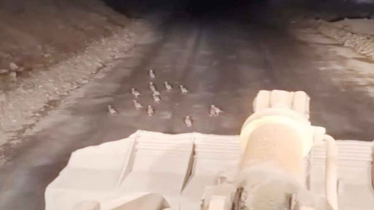 Keklik yavruları yol çalışmasını durdurdu