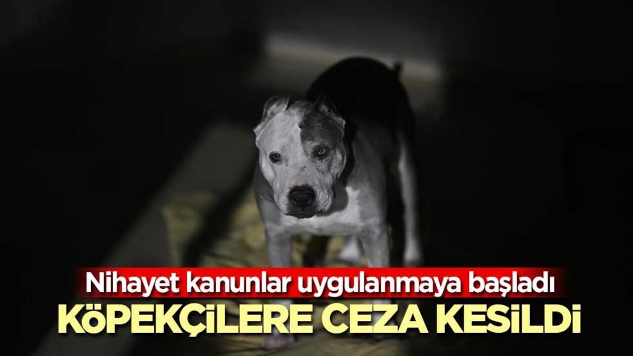 Köpekçilere nihayet hak ettikleri cezalar uygulanmaya başlandı