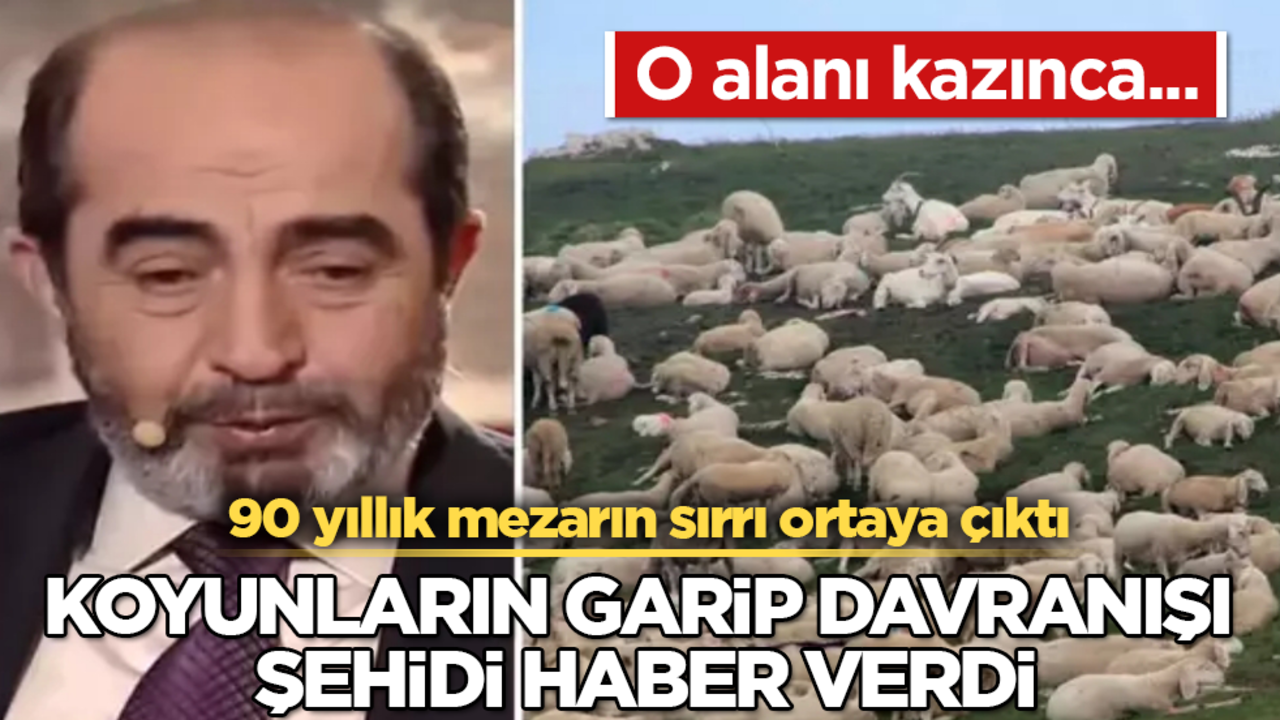 Koyunların garip davranışı şehidi haber verdi! 90 yıllık mezarın sırrı ortaya çıktı: O alanı kazınca...